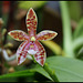 Phalaenopsis'Meen Estrella '= tetraspis x cornu-cervi var.thalebanii
