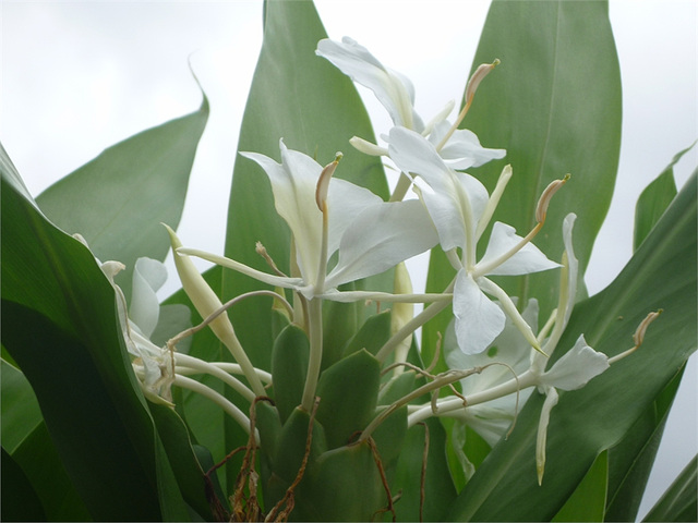 Flores blancas de Costa Rica