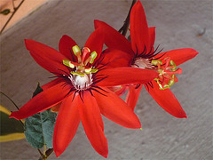 Pasiflora roja de Costa Rica