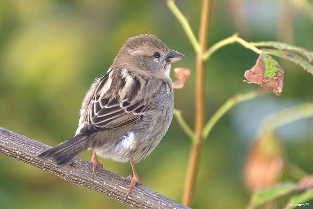 Gorrion moruno-Passer hispaniolensis (♀)