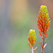 Flor del Aloe