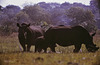East Africa 1973 - Rhinoceros family