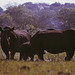 East Africa 1973 - Rhinoceros family
