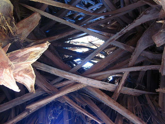Palm Interior at Coachella Valley Preserve (4157)