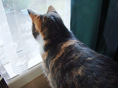 Honey looking out the window.