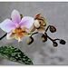 Phalaenopsis wiganae