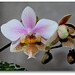 Phalaenopsis wiganiae