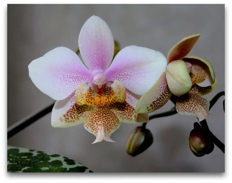 Phalaenopsis wiganiae