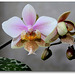 Phalaenopsis 'Philadelphia '