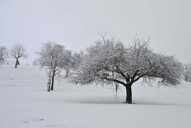 Apfelbaum im Winter