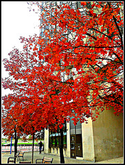 Colores de otoño-1
