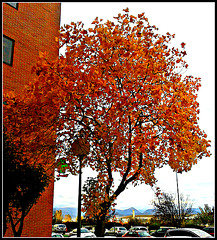 Colores de otoño-2