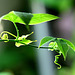 Stipules à l'aisselle d'une feuille de Passiflora incarnata