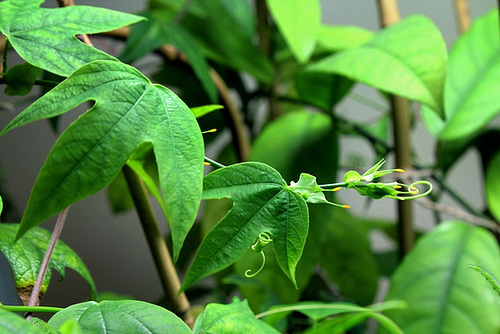 Tige et feuilles de Passiflora incarnata Tige et feuilles de Passiflora incarnata