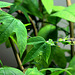 Tige et feuilles de Passiflora incarnata