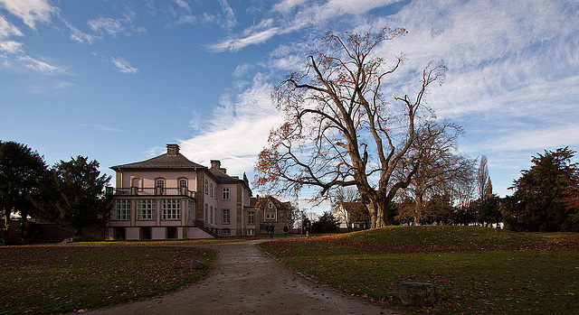 20121125 1714RWw Eiche, Schloss Stietencron