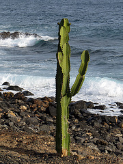 Kaktus im HF