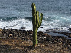 Kaktus im QF