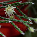 Rhipsalis pilocarpa -début de floraison
