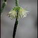 Rhipsalis pilocarpa -début de floraison