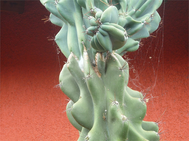 Cactus 9