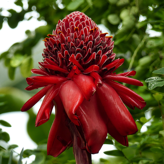 Torch Ginger