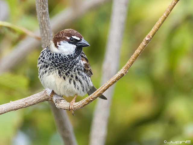 Gorrion moruno-Passer Hispaniolensis (♂)