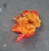 Fallen flower