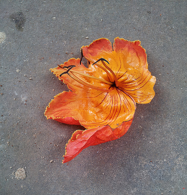 Fallen flower