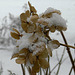 schneebedeckte Blütenblätter