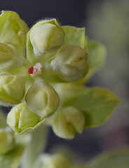 Euphorbia x martinii 'Ascot rainbow'