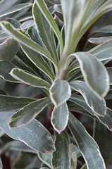 Euphorbia characias 'silver swan Wilcott'