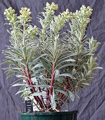 Euphorbia characias 'silver swan Wilcott'