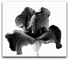 Iris noir - Tenue de soirée
