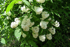 Fleurs blanches : Deutzia