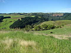 Hills above Pikowai 2