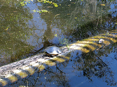 Wasserschildkröte in den Everglades