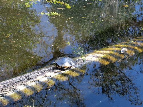 Wasserschildkröte in den Everglades