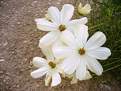 Mikado-fleurs