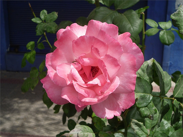 Rosa rosada Rosa rosada