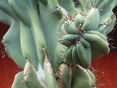 Cactus de Costa Rica 1