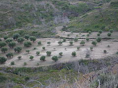 Vallées d'olivier