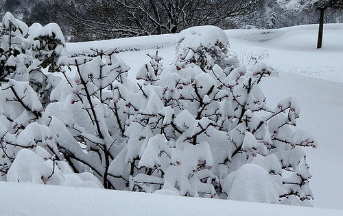 Viburnum sous la neige (2)
