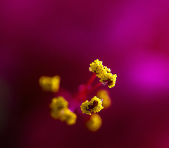 Sacs à pollen d'hibiscus