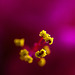 Sacs à pollen d'hibiscus