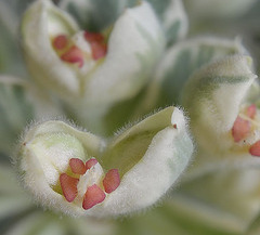 Euphorbia characias 'silver swan Wilcott' PP