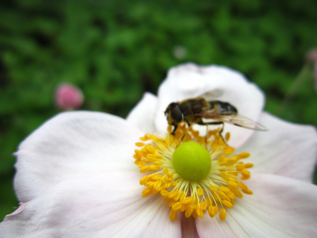 Bee on anemone