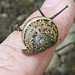 Lovely tiny specimen of a snail