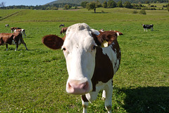 Grenchen - the obligatory cow shot