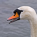 Cisne común (Cygnus olor)